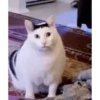 Chikiliodas.gif 9
