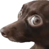 🐶 Catiorríneos Fofíneos 30