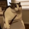 Gatos que viraram Memes 🐈😁 24