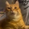 99.9% gatos sin sentido 😾🤯 10