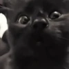 Gatos Michis Mood Funny 😹🤣 9