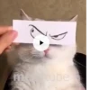 Gatinho 11