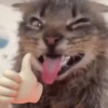 Gatos animados  7