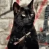 Gatos que viraram Memes 🐈😁 10