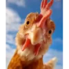 @bobcat.oficial tiktok kwai 24