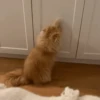 Gatos funny Cats 😹🐈🐈‍⬛ 9
