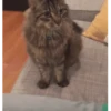 GIFs de Gatos Reações 2 🐱 18