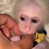 Monos 26