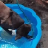 GIFs Bixins com Calor 2 🥵 8