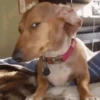 GIFs de Cachorros Reações 🐶 27