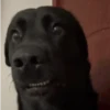 GIFs de Cachorros Reações 🐶 10