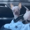GIFs de Cachorros Reações 🐶 8