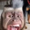 Monos Videos 2 14