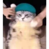 GIFs de Gatos Reações 2 🐱 11