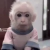 Monkey  18