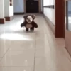 GIFs de Cachorros Reações 🐶 30
