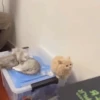 Funny memes 🐶🐱 12