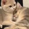 Gatinhos 6