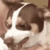 GIFs de Cachorros Reações 🐶 26