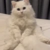 Gatos funny Cats 😹🐈🐈‍⬛ 5