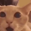 Cat Meme 2025 24