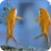Buenos Memes ! 13