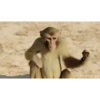 Macaco fumando 12