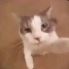 Viral Dance 14