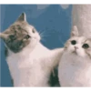 Gatitos Bonitos 15