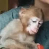 Monos changuitos 2 🦧🐒🦍 20