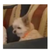 Reacciones de perritos 🐶🐾 9