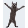 🙀GIF-s CAT-s-GATO-s😿 15