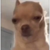 Funny Memes 🐾 15