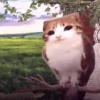 ᱙᱙   ˳   Meowl   ׅ   𐀴᷼𐀴 25