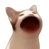 Meme Kucing Viral 🐱 12