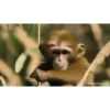 Macaco fumando 6