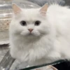 Gatos funny Cats 😹🐈🐈‍⬛ 11