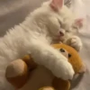Gatitos lindos 3.0 - anubiss 26