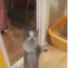 Reações de gatíneos 🐈🐈‍⬛ 6