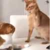 GIFs de Gatos Reações 2 🐱 26