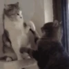 Reações de gatíneos 🐈🐈‍⬛ 14