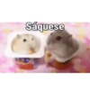 🐹Hamsters🐹 14