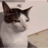 GIFs de Gatos Reações 2 🐱 23