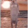 Funny Memes 🐾 9