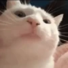 GIFs de Gatos Reações 2 🐱 12