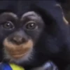 🐒•Moniiitos ⵌ5 13