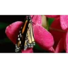 MARIPOSAS ANIMADAS 16