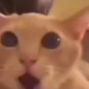 Gatos que viraram Memes 🐈😁 8