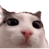 Gatos para el chat 🐱🤣 13