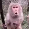 🐒 Monos divertidos random 🐒🐒 15